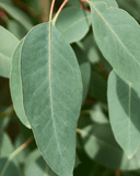 EUCALYPTUS & BERGAMOT BODY MIST